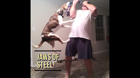 A Dogs Jaws of Steel