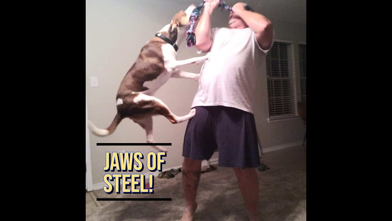 A Dogs Jaws of Steel