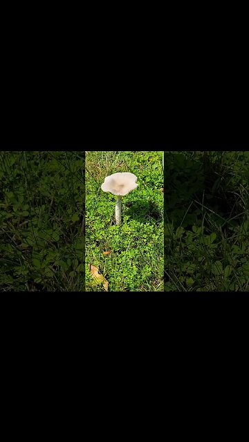 Mycelium/Mushrooms of Mountain Lakes, NJ 🍄 #mushrooms #mycelium #nj #fungi