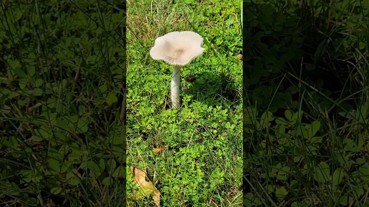 Mycelium/Mushrooms of Mountain Lakes, NJ 🍄 #mushrooms #mycelium #nj #fungi
