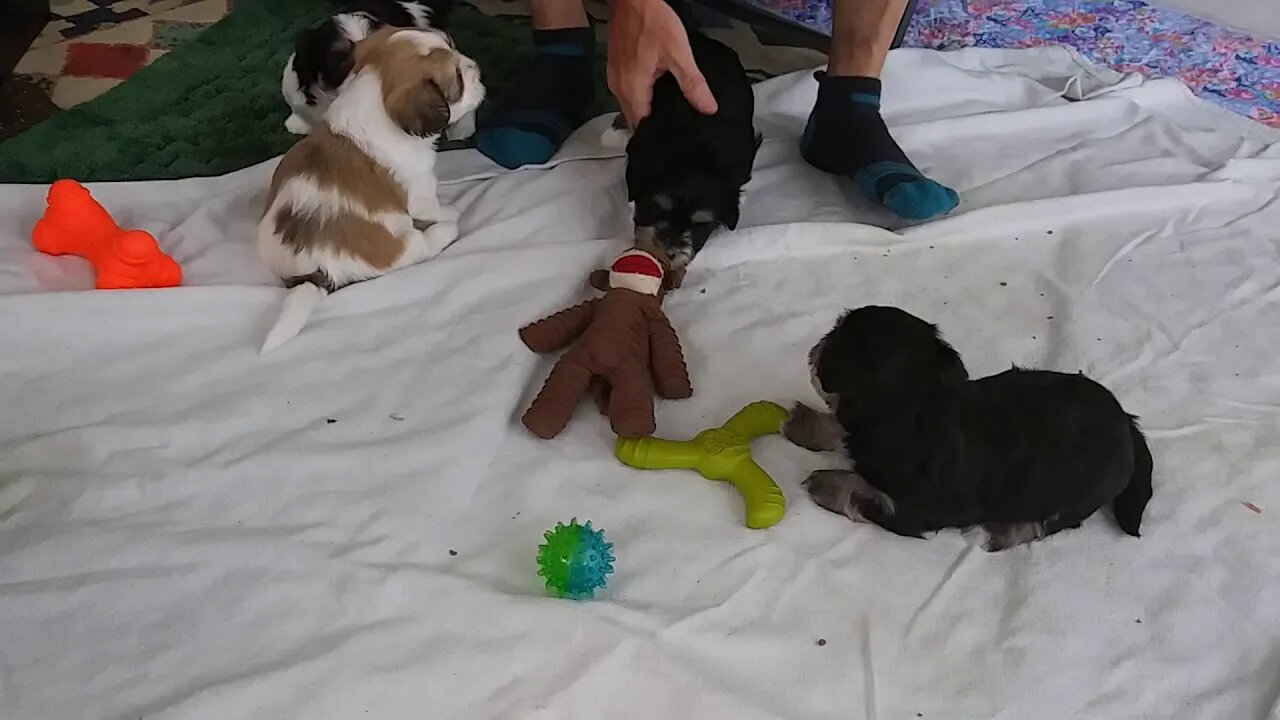I Litter - 6/4/20(1)
