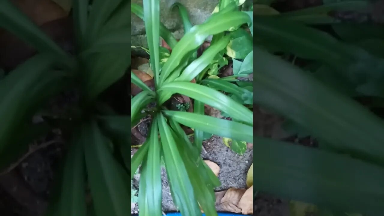 guess the plant #srilanka #shorts