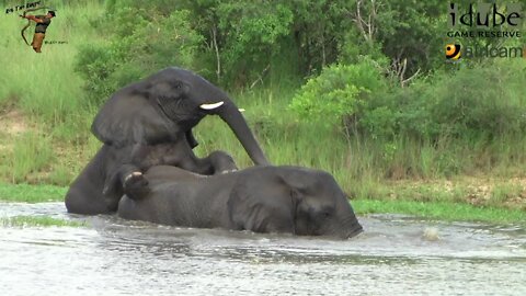 Elephants In The Water