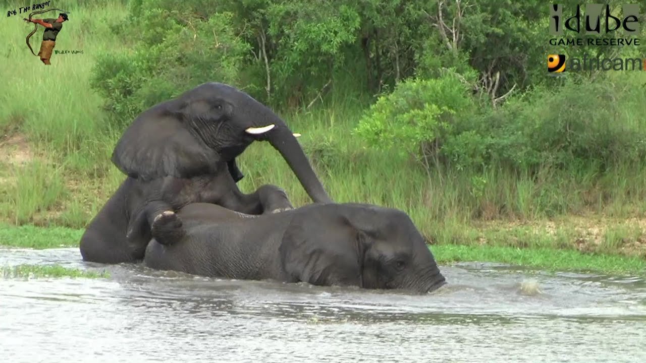 Elephants In The Water