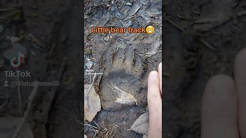 Tiny Animal Tracks! #nature #animals #wildlife #tracks #outdoors #hiking #dog #canada