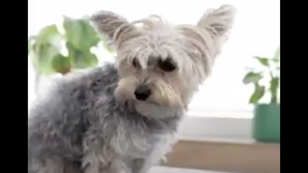 Mysterious and fatal dog respiratory illness now reported in 14 states - USA Today
