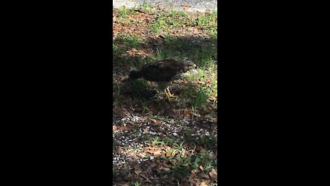 A beautiful ring tailed hawk having breakfast