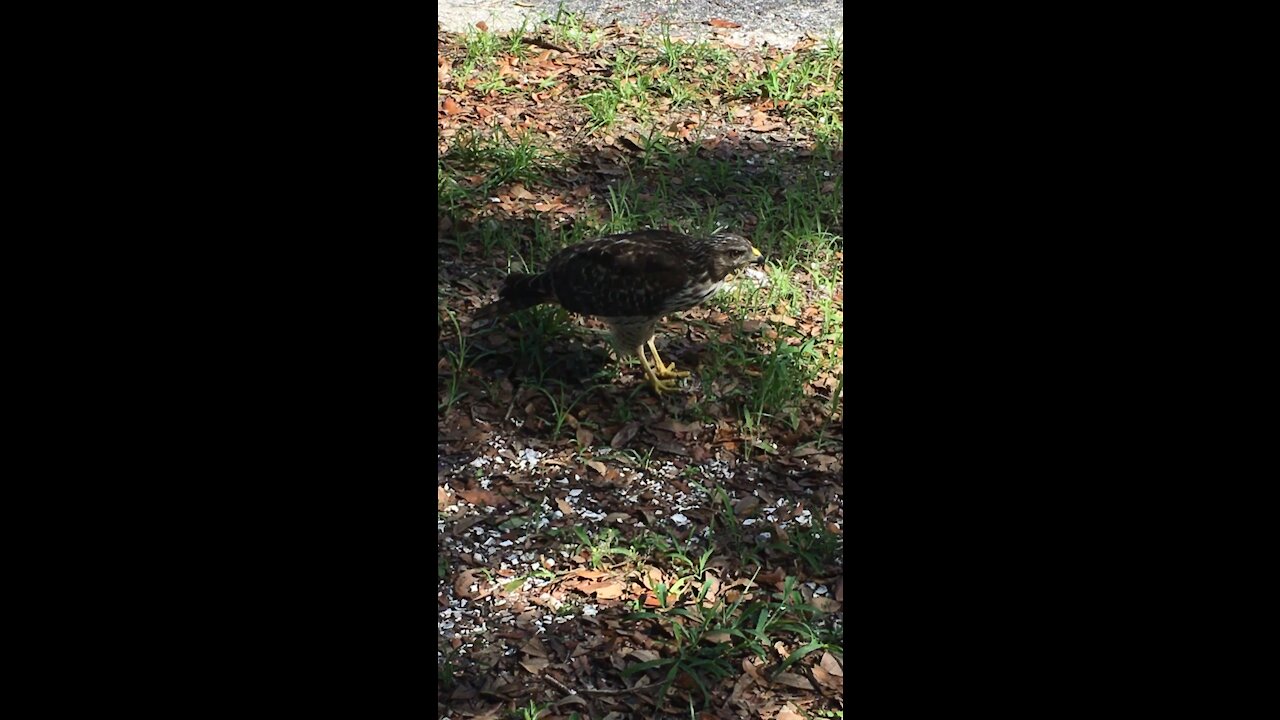 A beautiful ring tailed hawk having breakfast