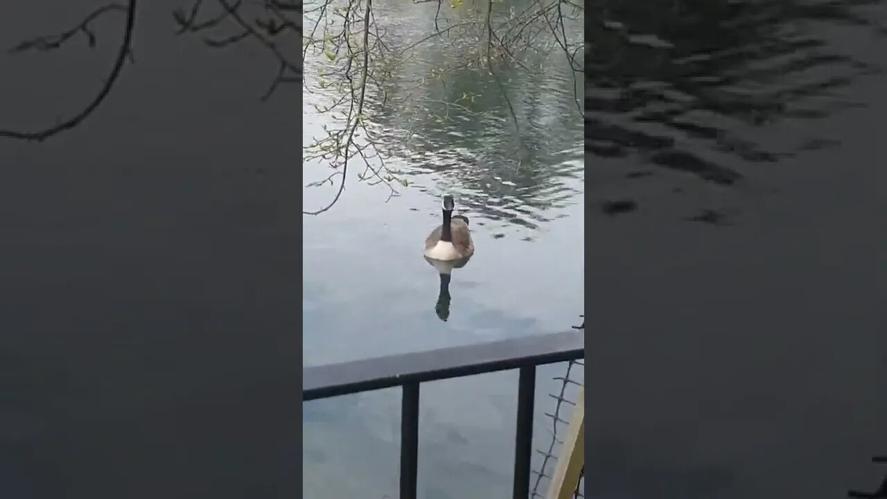 #Duck #Goose #Quack #DuckDave #RappingDuck #DonaldDuck #Pond #London #GunnersburyPark #Shorts