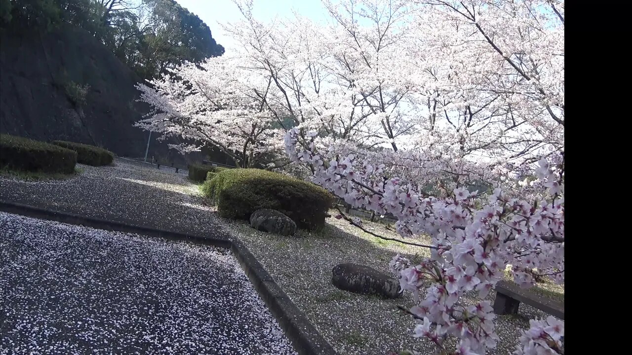 矢筈ダムの桜花見Yahazu-damバイクツーリング2020 Cherry Blossom Motorcycle Ride, Takeo city.