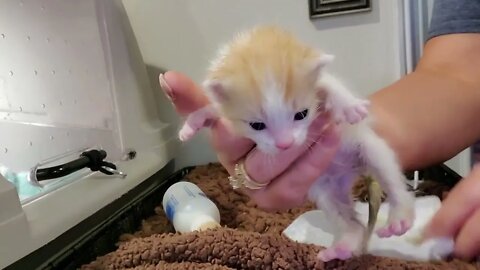 BOOM We are back to 10 kittens!