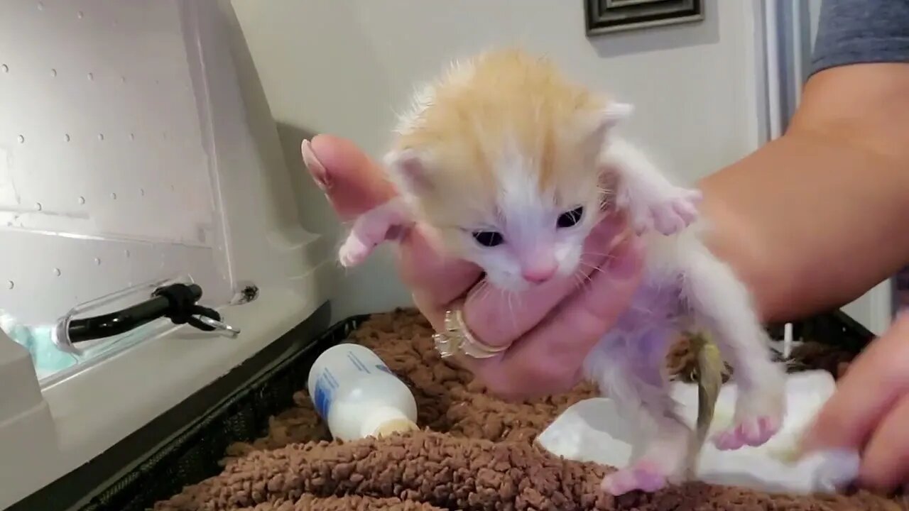 BOOM We are back to 10 kittens!
