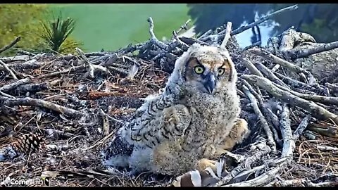 An Afternoon Owlet Close-up 🦉 3/30/22 16:23