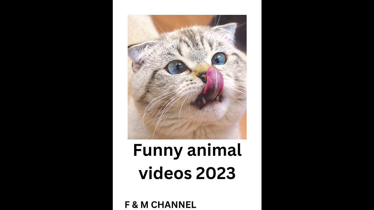 Funny Animal Videos 2023 😂 - Funniest Cats And Dogs Video 😺😍