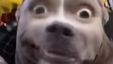Funny Animals 😹🐶❤ - Short Video ▶