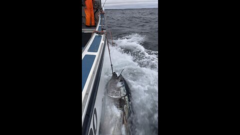 Canadian Bluefin Tuna!