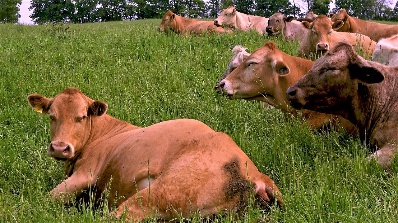 Mother cow gives birth while her friends line up for support