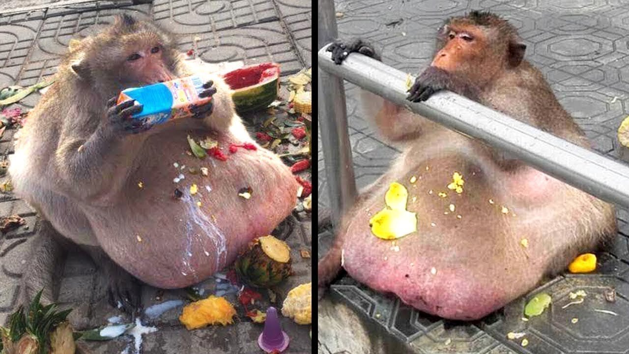 Fattest Animals in the World 2021