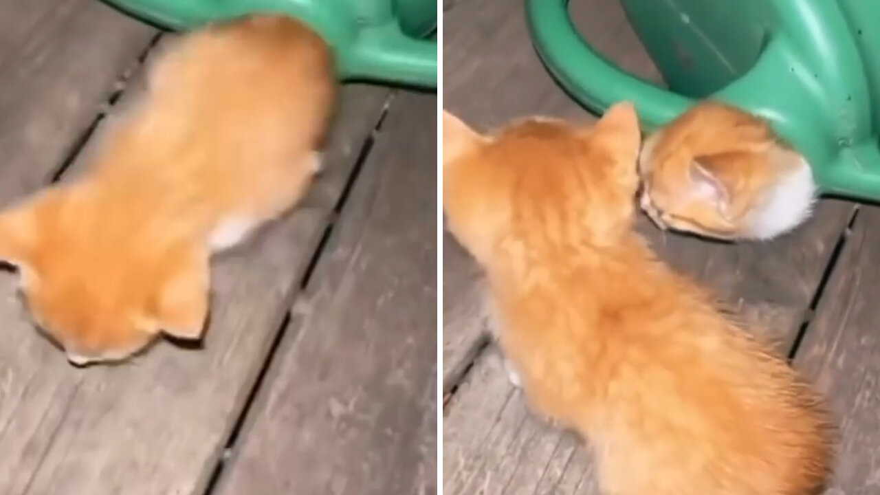 Multiple kittens emerge from watering can