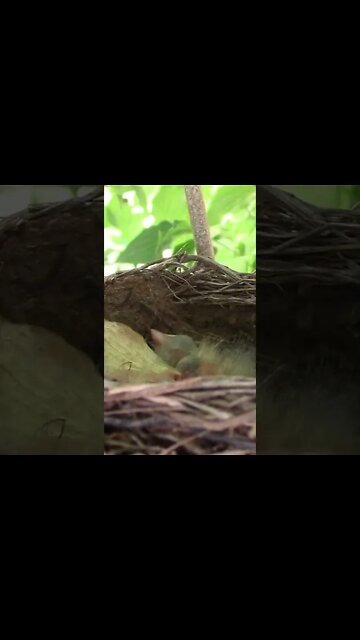 Newly Hatched Baby Robins #Shorts 🌻