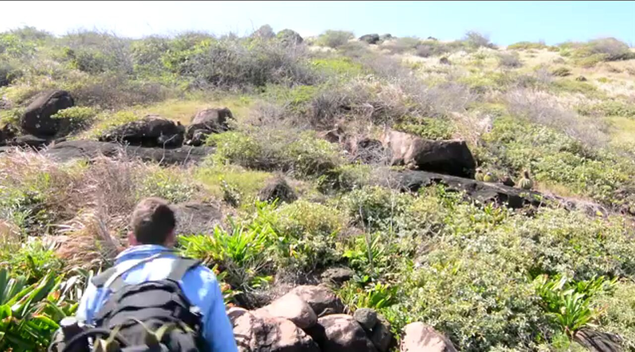 Survival! Eating tasty Turk's cap cactus fruit (melon cactus) on Snake Island