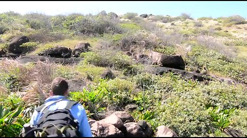 Survival! Eating tasty Turk's cap cactus fruit (melon cactus) on Snake Island