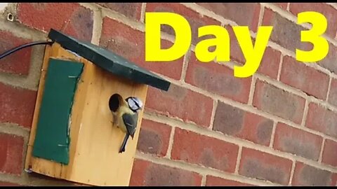 Blue Tit Nesting Day 3 Highlights