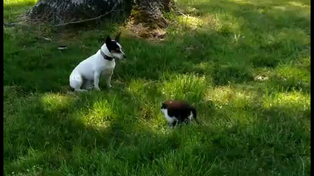 Cat vs. Dog | My dog is unsure about this stray kitten!