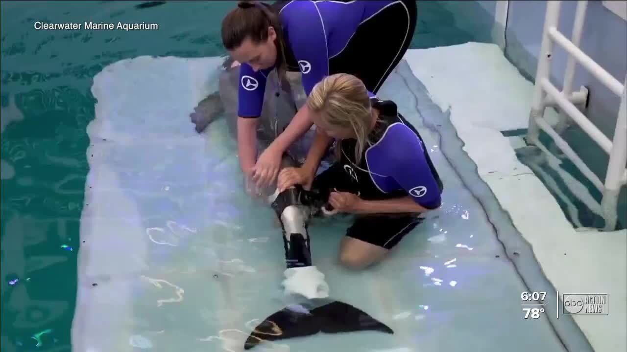 Winter the Dolphin, star of 'Dolphin Tale', is in critical condition due to infection