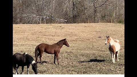 Horses verses drone