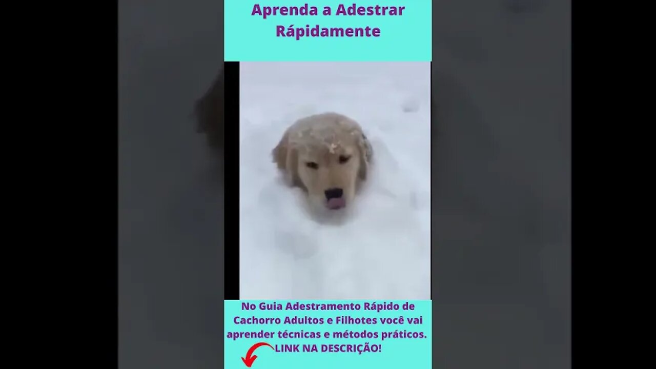 Cachorros engraçados | Aprenda a Adestrar Rapidamente #shorts