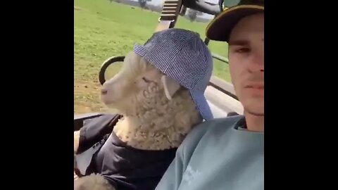 The sheep has finally completed its evolution