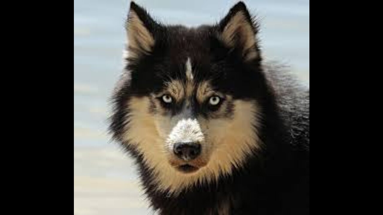 WATCH MY PUPPY GROW GERMAN INTO SHEPHERD