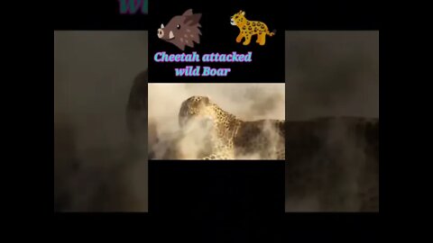 Cheetah attacked wild board 2022 #youtubeshorts #shorts #shortvideo