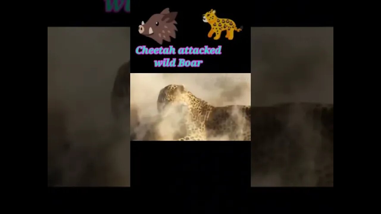 Cheetah attacked wild board 2022 #youtubeshorts #shorts #shortvideo