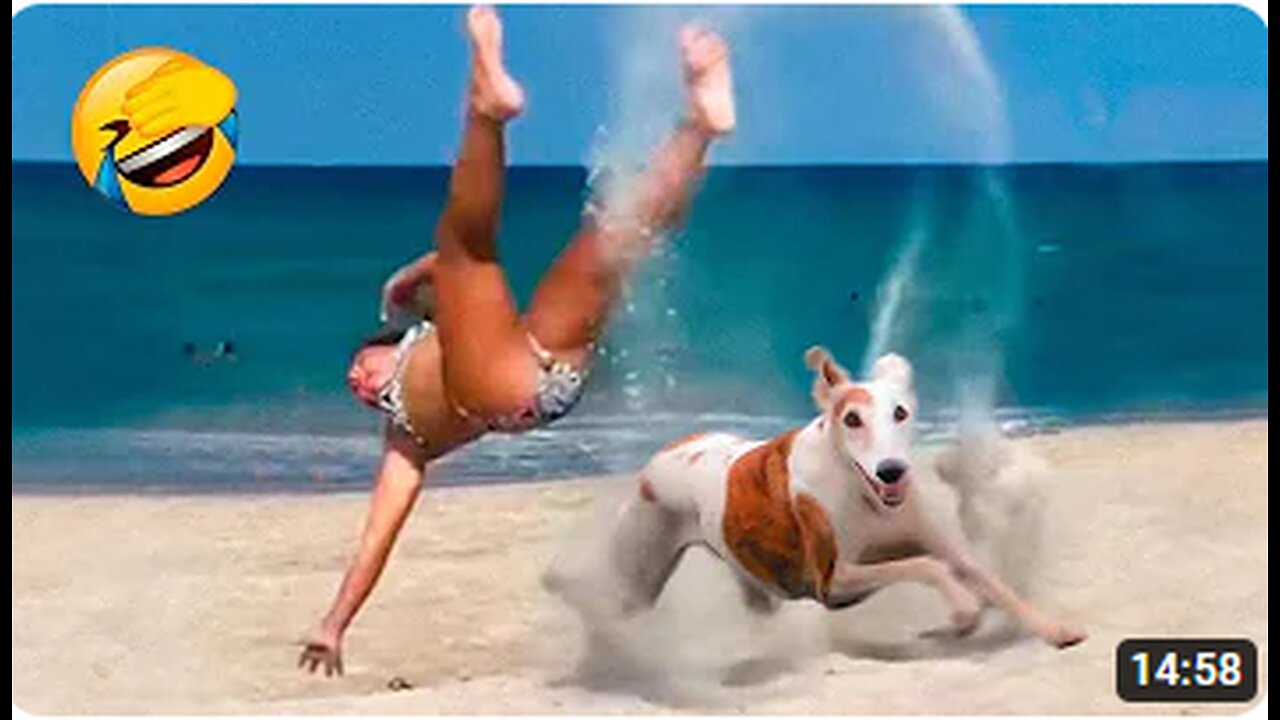 Best Funny Animal Videos 2022 😂 - Funniest Dogs And Cats Videos 😻