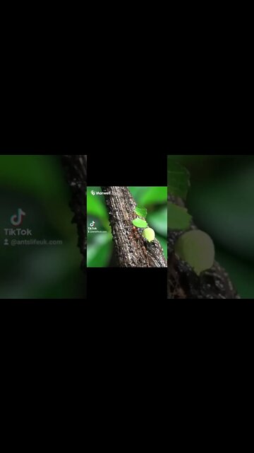 leafcutter ants 😱 #leafcutterant #ant #antkeeping