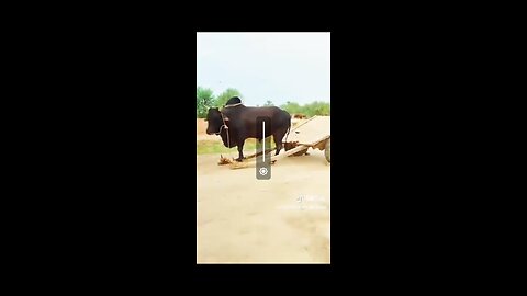 Bull is Honest Hard-working 👌