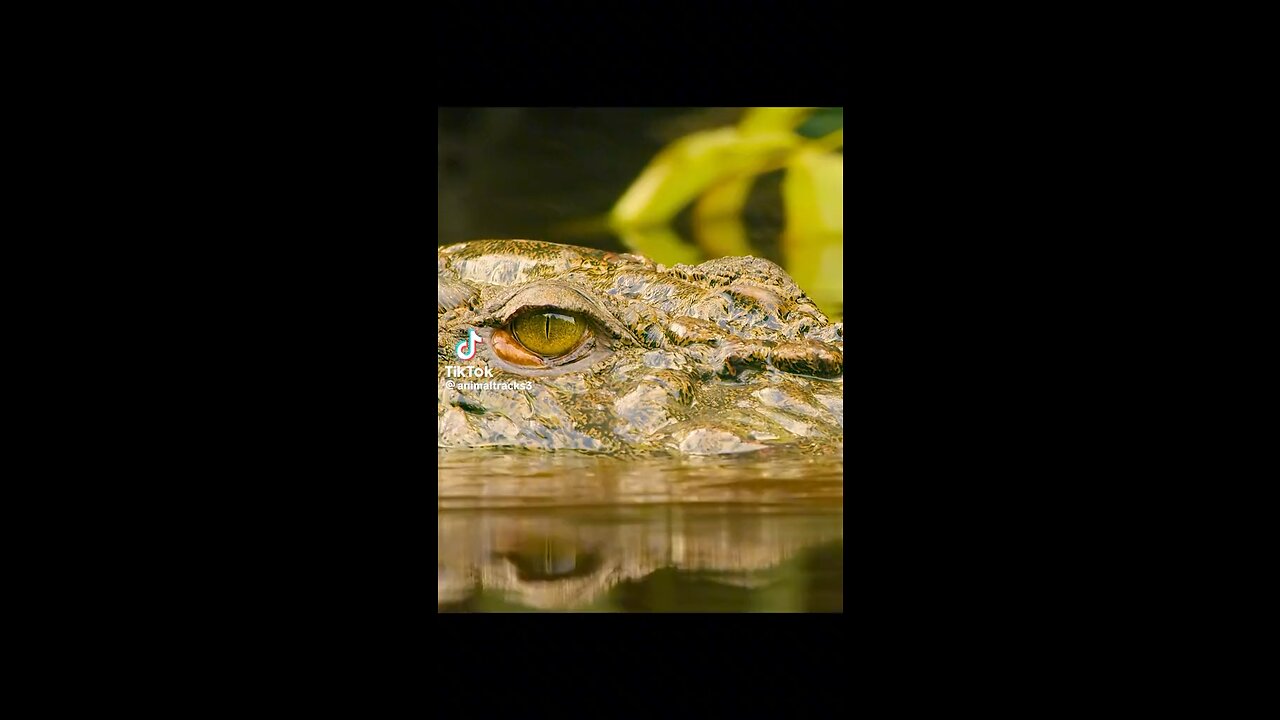 crocodile