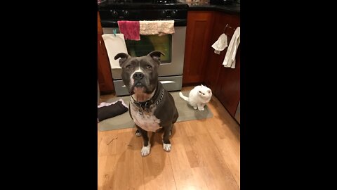 Putin to Trump: “Your Media Lies!. This is not an invasion”