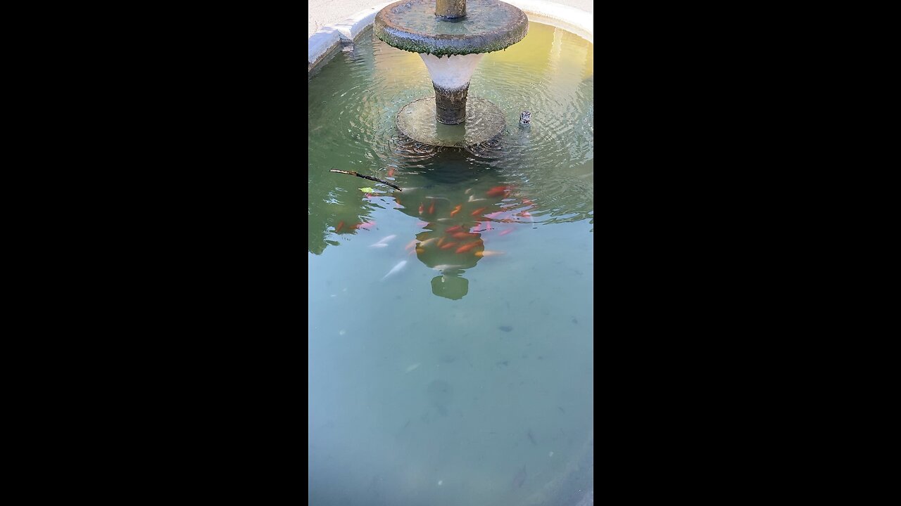 Fish in water