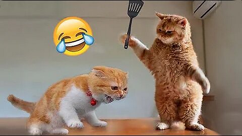 Best Funny Animal Videos Of 2023