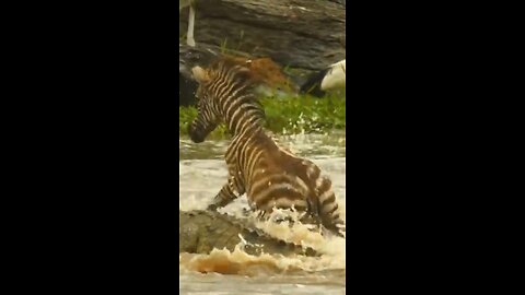 baby zebra separated from mother