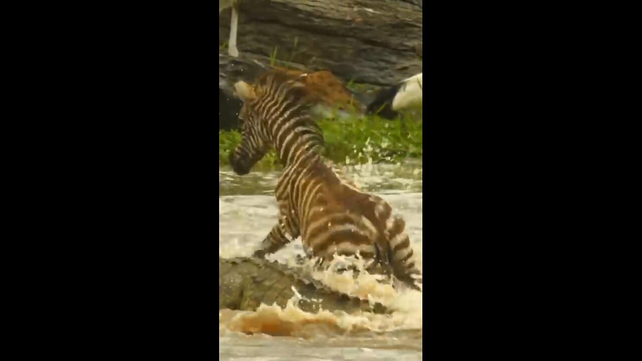 baby zebra separated from mother