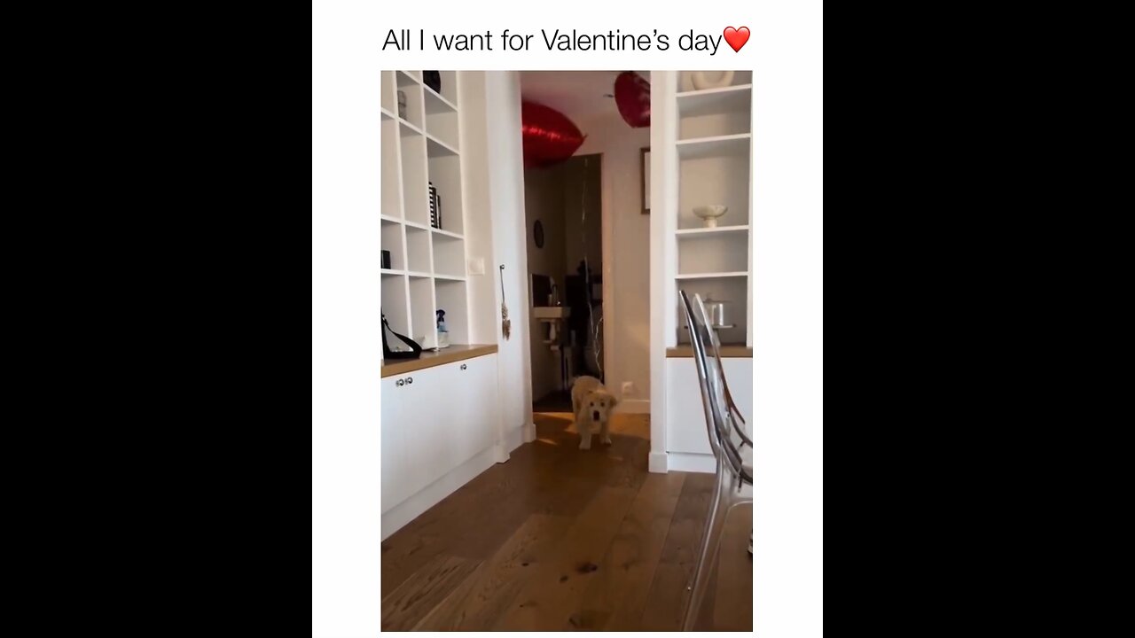 The world happiest dog