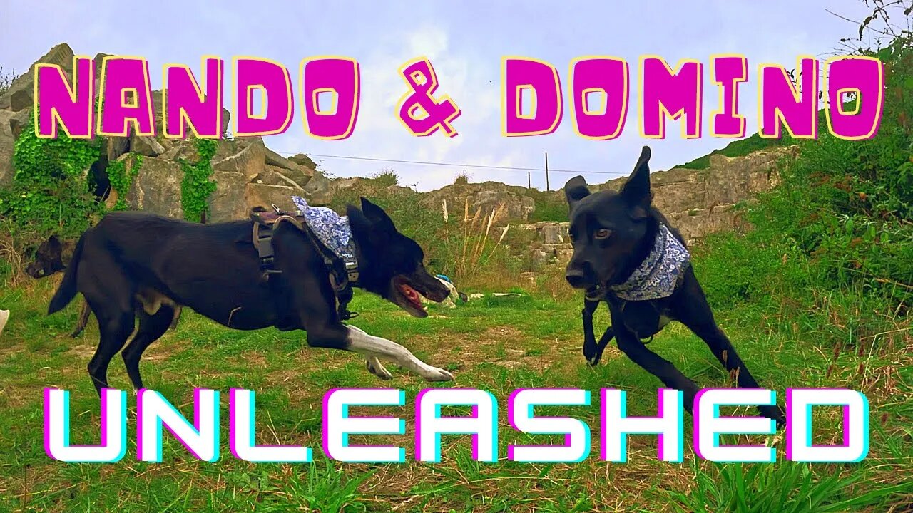 Nando & Domino UNLEASHED!!