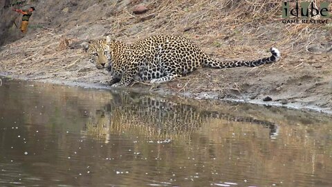 Thirsty Leopard