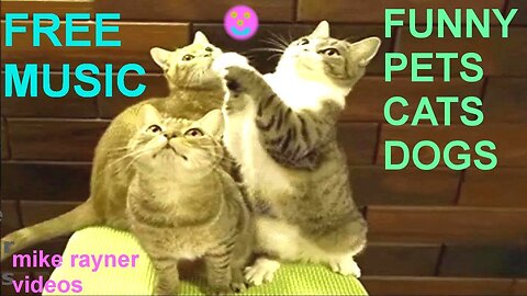 Funniest Animals 2023 😂 Funny Dogs and Cats Videos 😺🐶