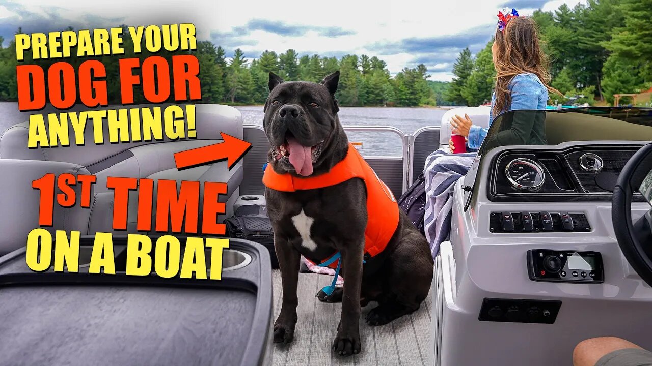 HOW TO PREPARE YOUR DOG FOR ANYTHING Cane Corso 1st Boat Ride