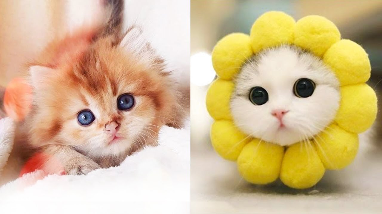 Baby Cats - Cute and Funny Cat Videos Compilation #32 | Aww Animals